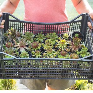 A woman holding a basket full of succulents
